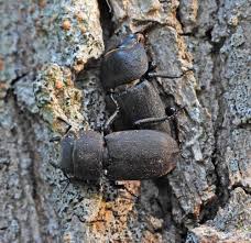 Attēlu rezultāti vaicājumam “Gelechia jakovlevi”