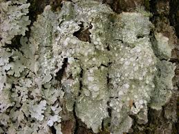 Attēlu rezultāti vaicājumam “Pertusaria albescens”