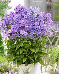 Image result for Phlox paniculata `Sweet Summer`
