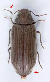 Attēlu rezultāti vaicājumam “Anobiidae”