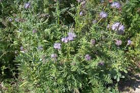 Attēlu rezultāti vaicājumam “Phacelia tanacetifolia”