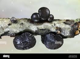 Attēlu rezultāti vaicājumam “Exidia truncata”