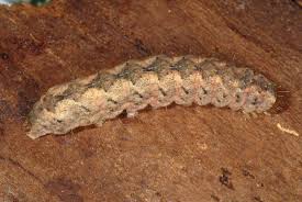 Attēlu rezultāti vaicājumam “Polia nebulosa”