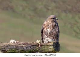 Attēlu rezultāti vaicājumam “Buteo buteo adult”