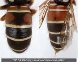 Attēlu rezultāti vaicājumam “Vespula rufa”