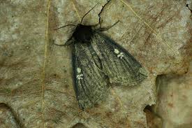 Attēlu rezultāti vaicājumam “Tethea or”