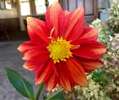 Image result for Dahlia `Red Skin`