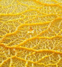 Attēlu rezultāti vaicājumam “Physarum contextum macro”