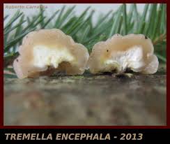 Attēlu rezultāti vaicājumam “Tremella encephala”