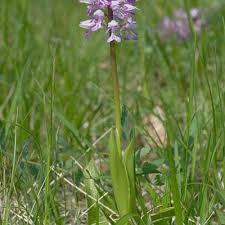 Attēlu rezultāti vaicājumam “Orchis militaris”