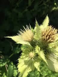 Attēlu rezultāti vaicājumam “Cirsium oleraceum leaf”