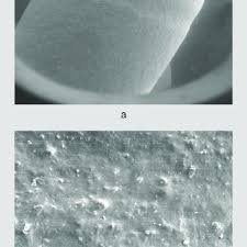 Attēlu rezultāti vaicājumam “Hyphodiscus hymeniophilus”