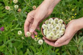 Attēlu rezultāti vaicājumam “Trifolium montanum flower”