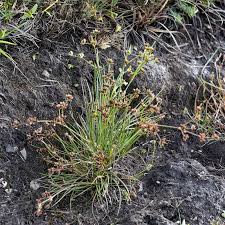 Attēlu rezultāti vaicājumam “Juncus bulbosus”