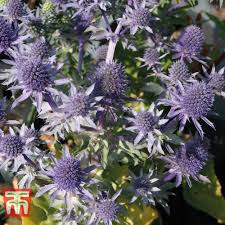 Image result for Eryngium `Blue Hobbit`