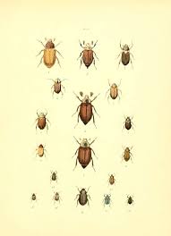 Attēlu rezultāti vaicājumam “Hoplia graminicola”