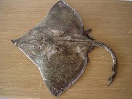 Image result for Dipturus batis