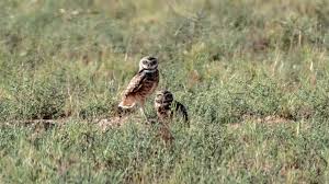 Attēlu rezultāti vaicājumam “Strigiformes”