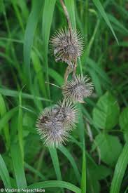 Attēlu rezultāti vaicājumam “Arctium nemorosum”