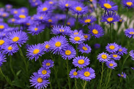 Image result for Aster alpinus