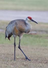 Image result for Grus canadensis