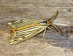 Attēlu rezultāti vaicājumam “Spiris striata”