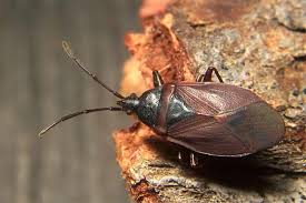 Attēlu rezultāti vaicājumam “Gastrodes grossipes”