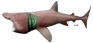 Image result for Cetorhinus maximus