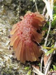 Attēlu rezultāti vaicājumam “Stemonitis fusca plasmodium”