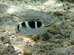 Image result for Monotaxis grandoculis