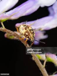 Attēlu rezultāti vaicājumam “Carpocoris sp. nymph”