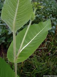 Image result for Inula helenium