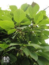 Attēlu rezultāti vaicājumam “Actinidia kolomikta”