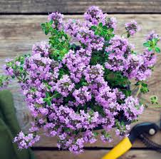 Attēlu rezultāti vaicājumam “Thymus serpyllum”