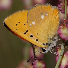 Attēlu rezultāti vaicājumam “Lycaena virgaureae female”
