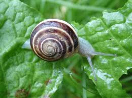 Attēlu rezultāti vaicājumam “Cepaea hortensis”