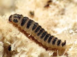 Attēlu rezultāti vaicājumam “Erotylidae”