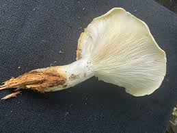 Attēlu rezultāti vaicājumam “Neocudoniella albiceps”