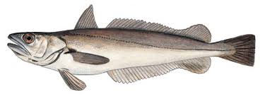 Image result for Cymatoceps nasutus