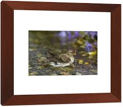 Attēlu rezultāti vaicājumam “Carduelis flammea female”
