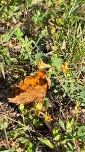 Attēlu rezultāti vaicājumam “Polygonia c-album underside”