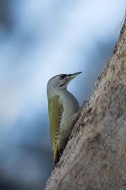 Attēlu rezultāti vaicājumam “Picus canus female”