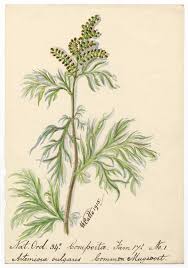 Image result for Artemisia vulgaris