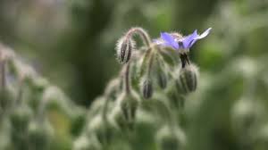 Attēlu rezultāti vaicājumam “Borago officinalis bud”