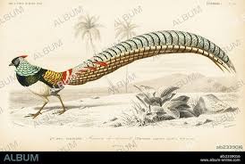 Image result for Chrysolophus amherstiae