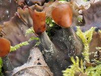 Attēlu rezultāti vaicājumam “Peltigera polydactylon”