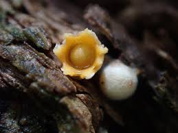 Attēlu rezultāti vaicājumam “Sphaerobolus stellatus”