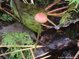 Attēlu rezultāti vaicājumam “Mycena rosella”