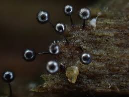 Attēlu rezultāti vaicājumam “Collaria arcyrionema”