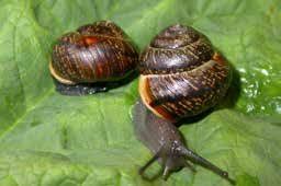 Attēlu rezultāti vaicājumam “Arianta arbustorum”